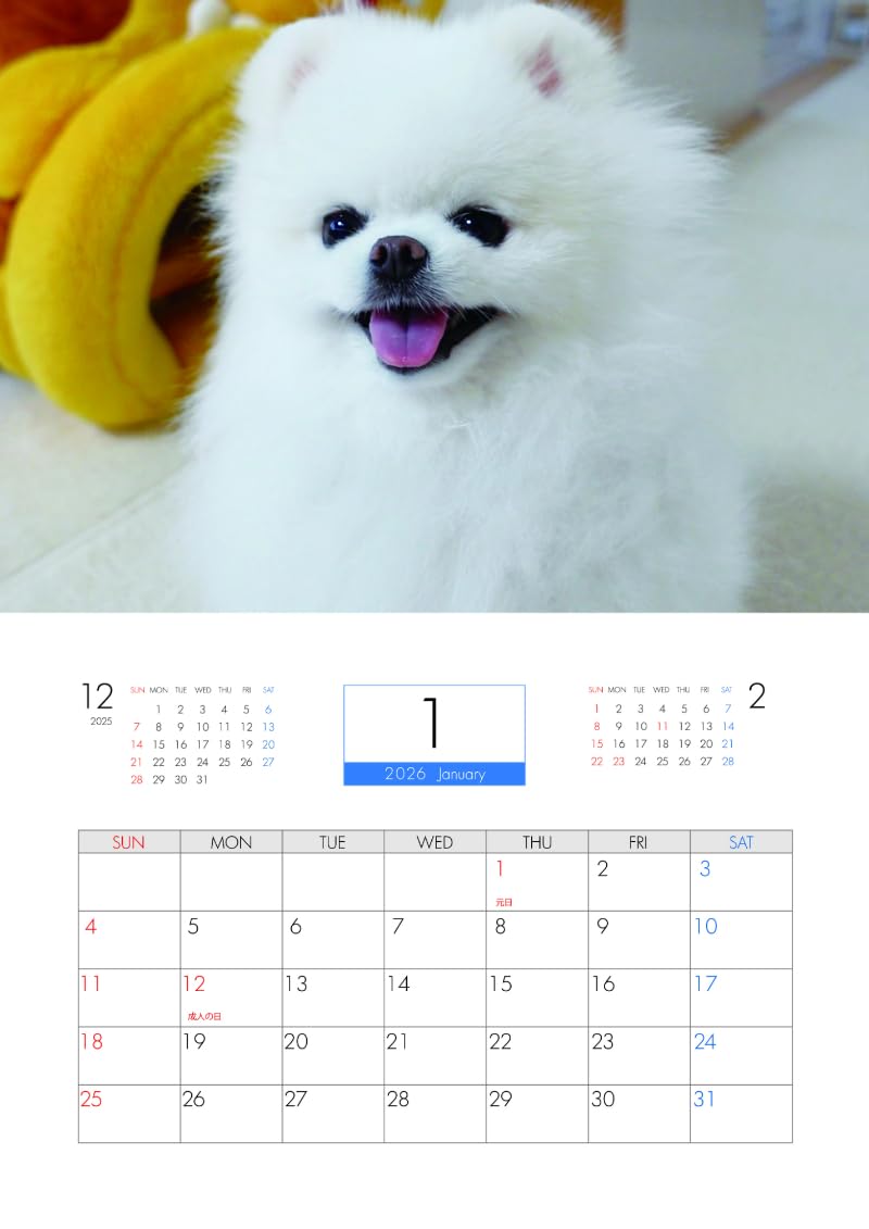 Amazon | 【予約販売】 ポメラニアンのマヨちゃんねる 犬 2026年